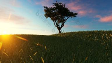 孤独的树草地日落